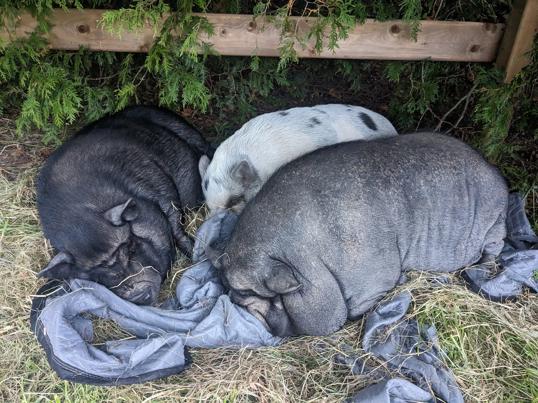 Some of my minuature pigs