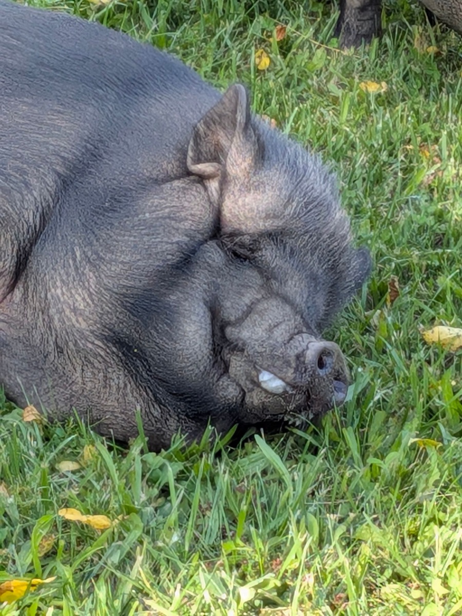 Ashley napping in the grass