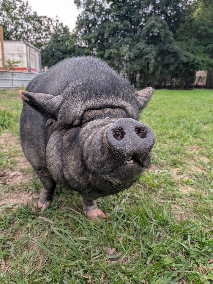 Berta standing in the grass with her snout raised