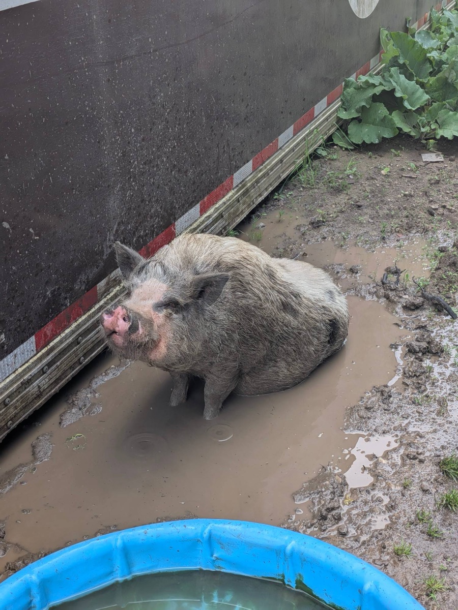 Lulu sitting in a muddy puddle beside a blue kiddie pool