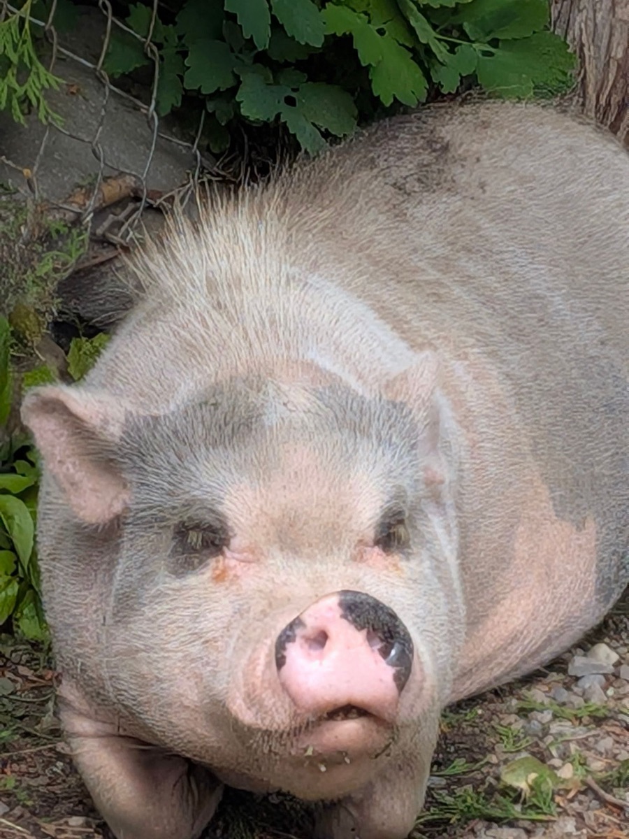 Marge, a pale pink and grey pig, lying down and looking at the camera