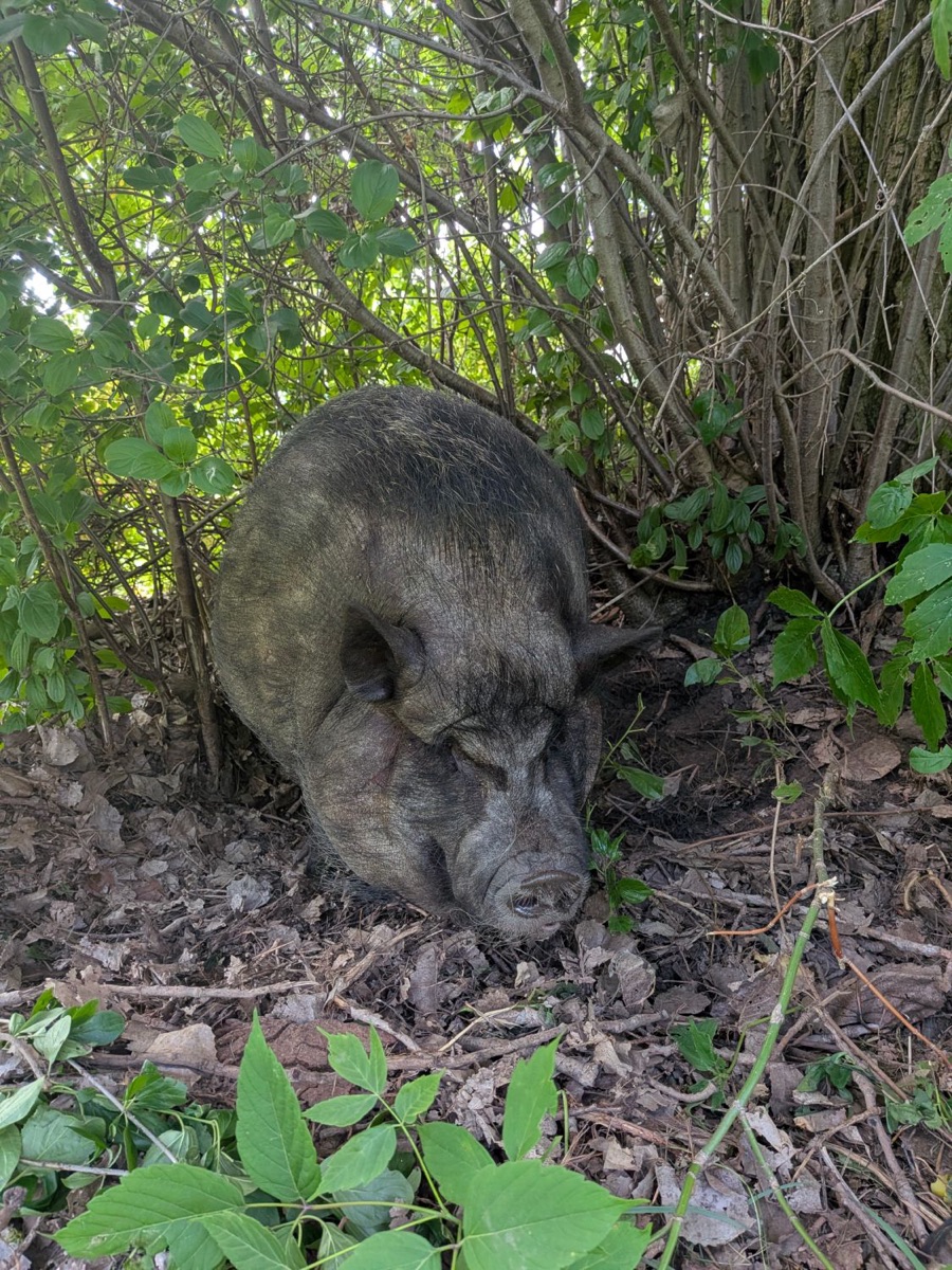 Mary-Kate resting in the leaves beneath some bushes