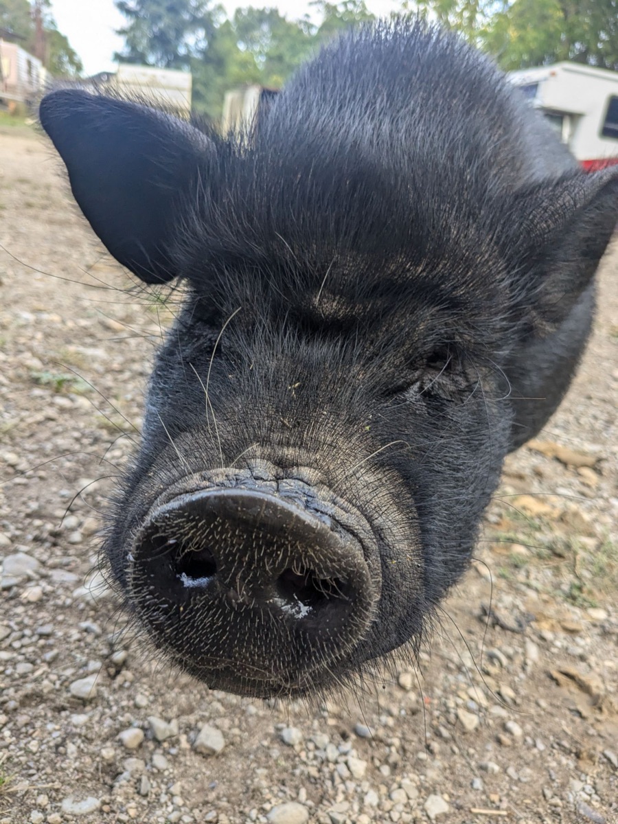 A close-up of Poppy's snout