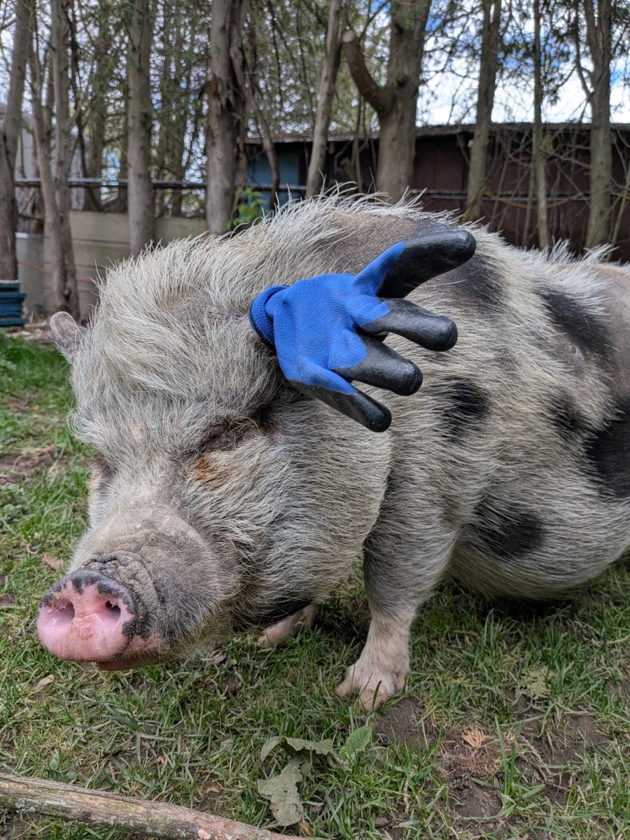 Pua, a grey and black spotted pig, with a blue glove on her head
